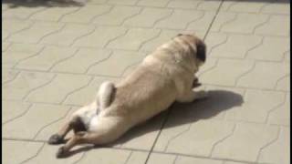 Itchy Pug