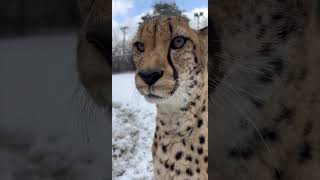 Purring Cheetah - Cincinnati Zoo #shorts