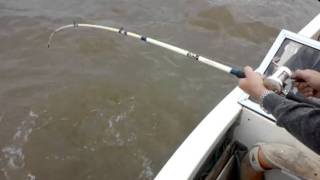 Pesca del Dorado