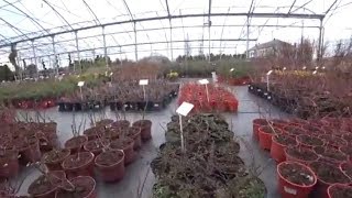 Покупаем саженцы и цветы в садовом центре Гавриш