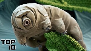 Top 10 Rarest Viruses Found In Humans - Part 2