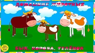 Учим животных: бык, корова и теленок! Развивающие мультфильмы о животных