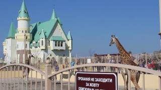 Зоопарк 12 месяцев - жирафы и зебры