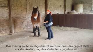 Kopfsenken mit Clickertraining