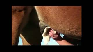 Cleaning a Sheath with Stallion Advice 2