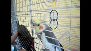cockatiel (Titos) speaking greek