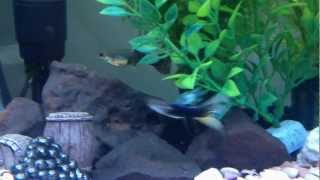 Guppy mating dance!