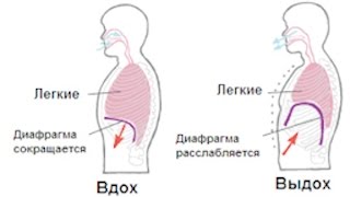 УПРАЖНЕНИЯ ДЛЯ ДИАФРАГМЫ. КОРРЕКЦИЯ ДИАФРАГМЫ. Часть1