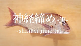 鯛（たい）の締め方[神経締め] - How to Shinkei-jime Red Sea Bream -｜日本さばけるプロジェクト