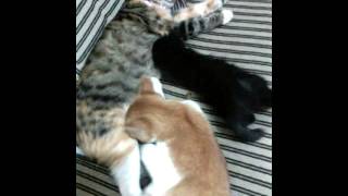 Mommy cat's feeding her big n little pussy