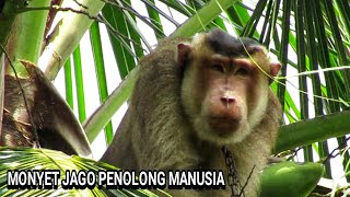 AKSI MONYET PINTAR MEMETIK BUAH KELAPA