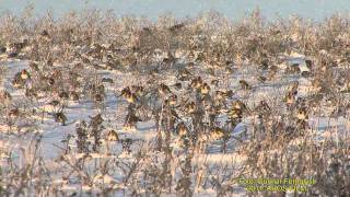 STEGLITS European Goldfinch (Carduelis carduelis) Klipp - 409