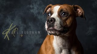 Dog Photography By Karl Redshaw Photography