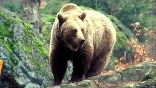 ДИКИЕ ЖИВОТНЫЕ для САМЫХ МАЛЕНЬКИХ