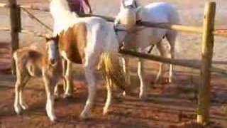 Rufiação pony