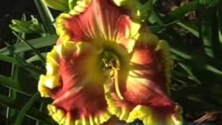 лилейник daylily FEATURING THE GOLD