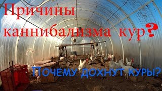 Причины каннибализма кур? // Почему дохнут курицы? // Жизнь в деревне