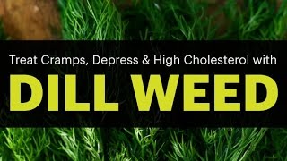 Surprising Dill Weed Benefits (treat cramps, Epilepsy, depress and high cholesterol