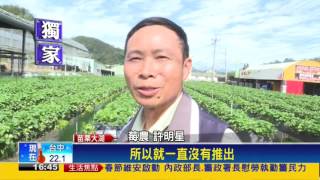 豐香+香水   再培育新品種「蜜香草莓」－民視新聞