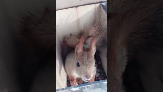 Смелая белка / Bold Squirrel