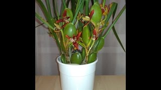 Новые орхидейки: Maxillaria tenuifolia, Coelogyne Cristata и фаленопсис Royal Cascade