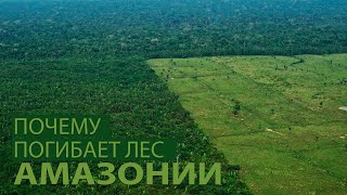 Почему погибает самый большой тропический лес в мире