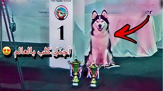 سافرت مع جاك للكويت وحضرنا مسابقه اجمل كلب ?✌️