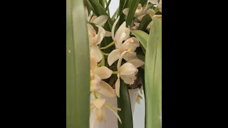 Цимбидиум - Cymbidium  "Ice Cascade" цветение