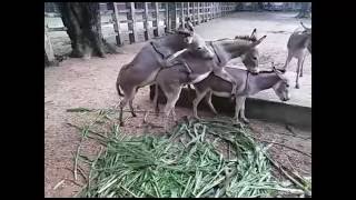 নিরীহ প্রাণী গাধার দুষ্টুমী