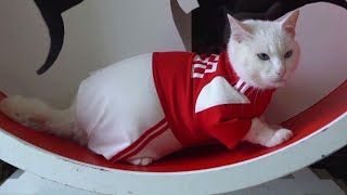 Can This Deaf Cat Predict This Year's World Cup Winner?