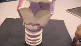 The Human Larynx