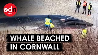 Dead Whale Washes Up on Beach in Cornwall
