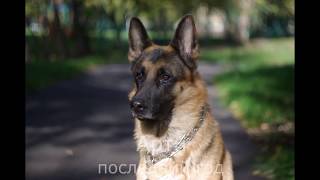 Памяти лучшего друга Арти