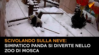 Scivolando sulla neve: simpatico panda si diverte nello zoo di Mosca