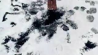 Жерлица автомат. Положительный отзыв.