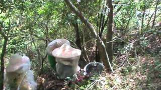 Stung by Asian Giant Hornet