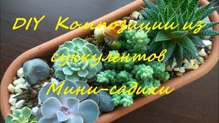 DIY  Композиции из суккулентов Мини-садики DIY the Composition of succulents Mini gardens