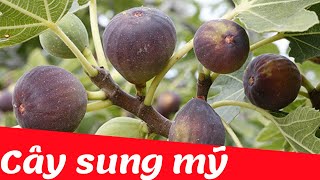 Dạy bé học nhận biết cây sung | Dạy trẻ thông minh sớm