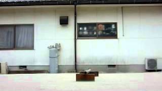 ４０歳からのsk8 ひたすらオーリー part3