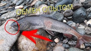 Новая рубрика "Обмен опытом". Рабочая муха из Северобайкальска