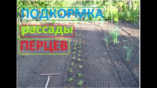 РАССАДА ПЕРЦЕВ что мы сделали сегодня