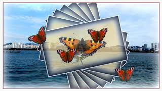 Proshow Producer 9 (하권)  5 ButterFly [가을태양]