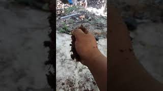 Máy xay mụn dừa ướt 0936808315 địa chỉ 58 /18h tiền lân12 bà điểm hoc môn tphcm