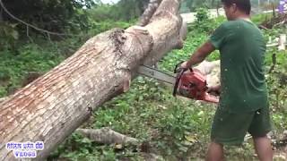 Xem bác thợ cưa cây cổ thụ Khổng Lồ - Sawn Timber Trees