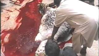 ansari's cow qurbani .urdu bazar........(rwp)...must watch