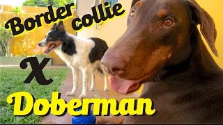 Doberman Vs. border collie