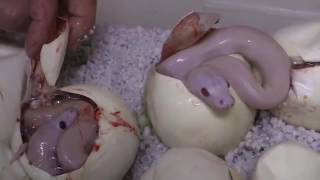 Hatching Cute Ruby Snakes From Eggs! Must Watch