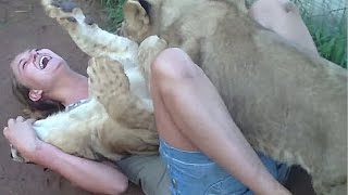 Young Lady Is Getting Mauled By Two Young Lions