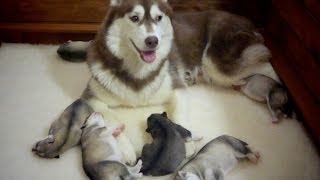 Хасята онлайн / Husky live