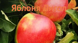 Яблоня средний Лигол (yablonya-ligol) ? средний яблоня Лигол обзор: как сажать, саженцы яблони Лигол
